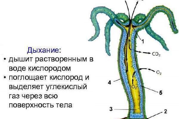 Не могу зайти на кракен